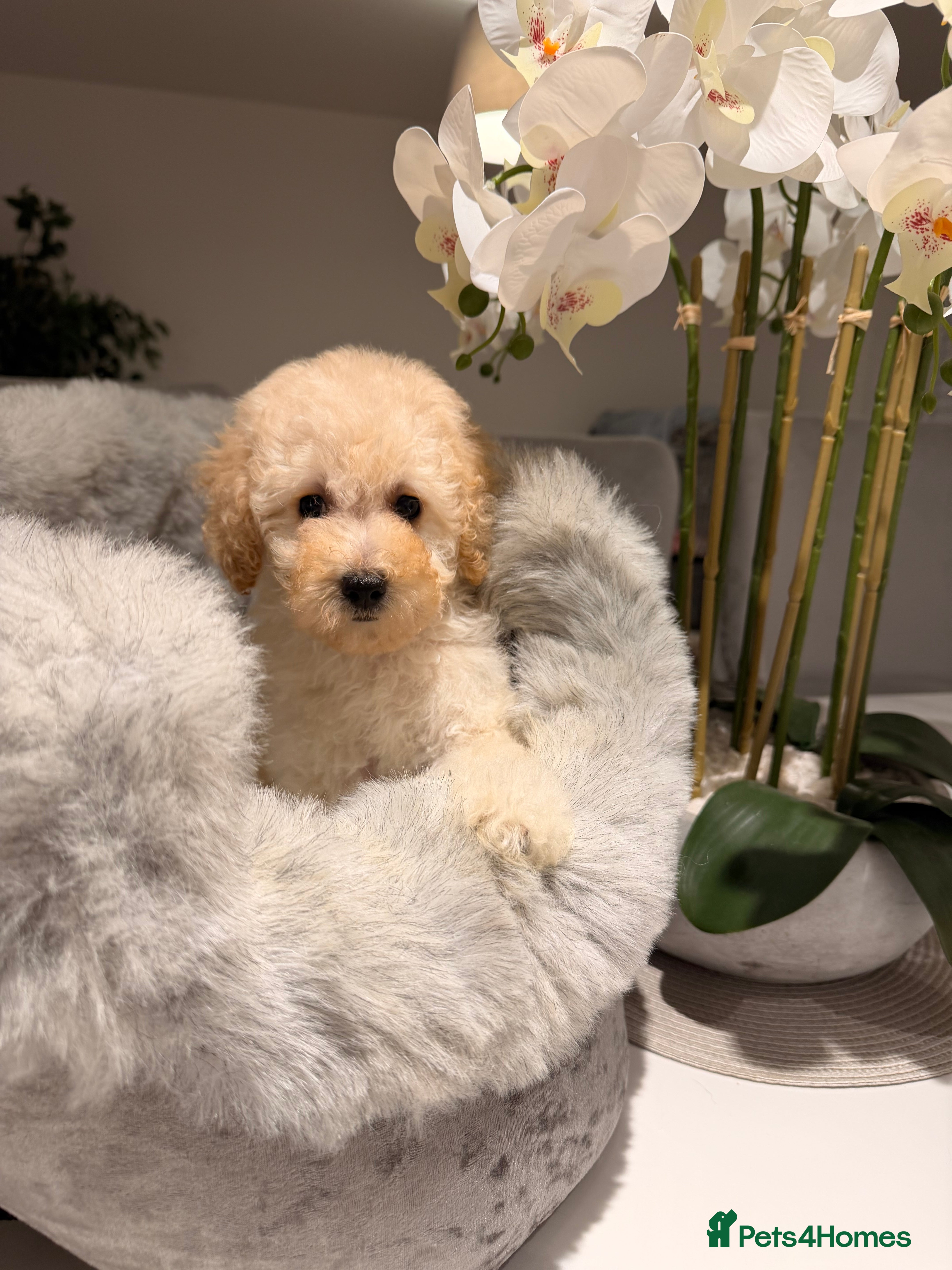 Toy Poodle dogs 💕 TINY TOY POODLE x ASIAN POODLE PUPPIES  💕 - Advert 2