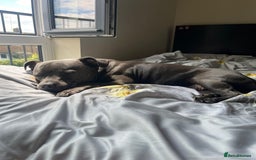 Staffordshire Bull Terrier dogs for sale: Staffordshire bull terrier puppies♥️ KC registered - Image 9