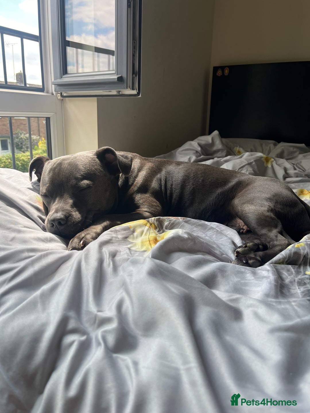 Staffordshire Bull Terrier dogs for sale: Staffordshire bull terrier puppies♥️ KC registered - Image 9