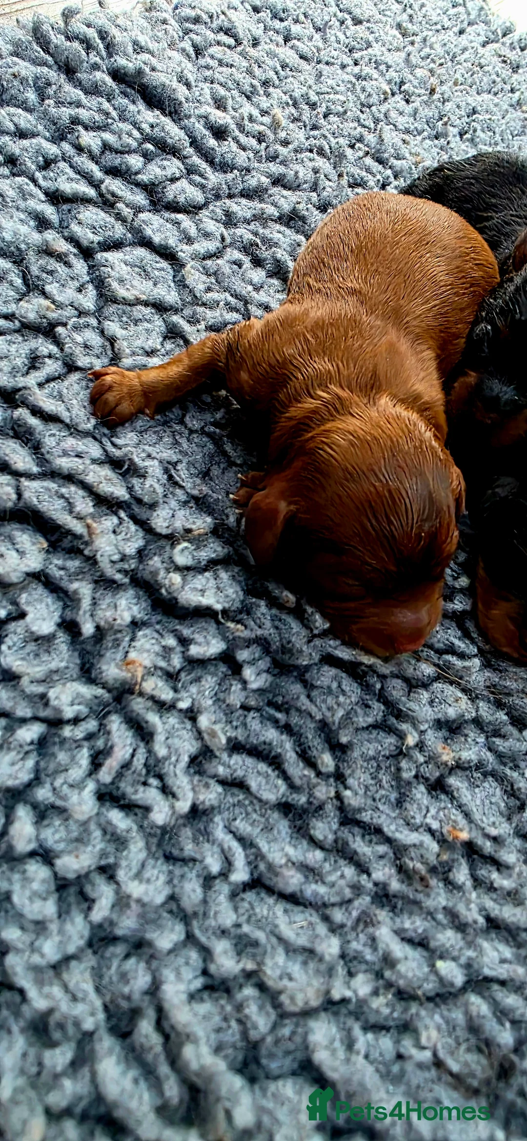 Cavapoo dogs for sale: Exquisite F1 Toy Cavapoos - Advert 3