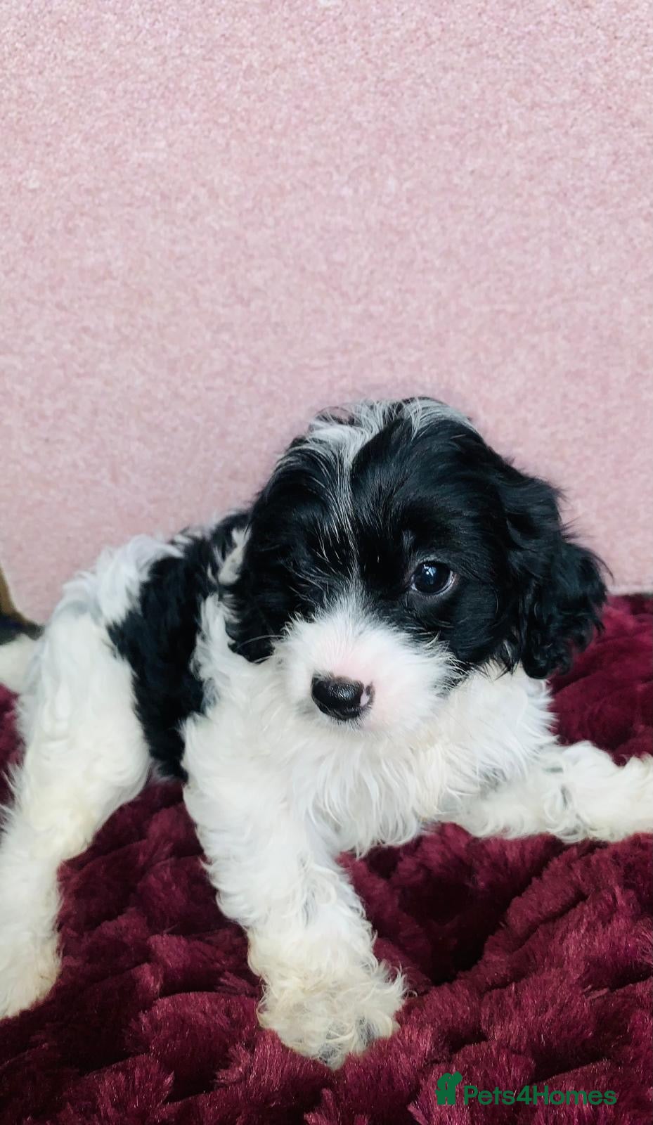 Cavapoo dogs Beautiful F1 Cavapoo puppies only one available  - Advert 3