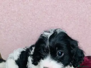Cavapoo dogs Beautiful F1 Cavapoo puppies only one available - Advert 3