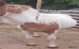 Other Breed horses for sale: Yearling Filly  - Image 3