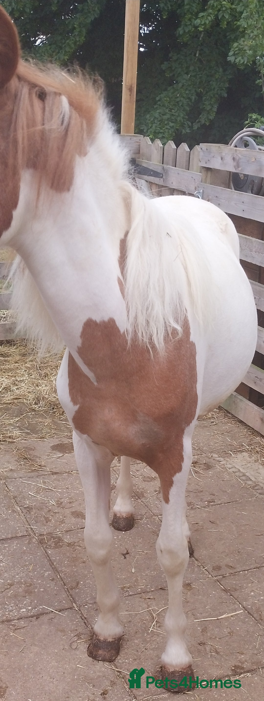 Other Breed horses for sale: Yearling Filly  - Image 3