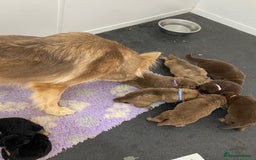 German Shepherd dogs for sale: GORGEAOUS K/C Registered German Shepherd puppies - Image 34