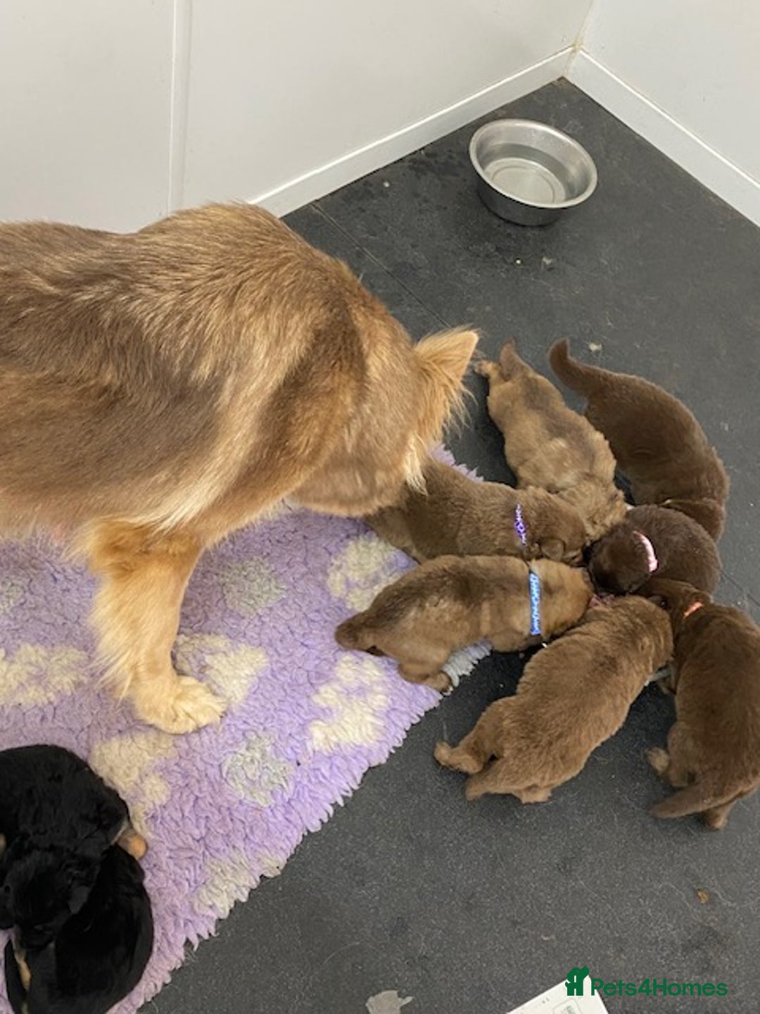 German Shepherd dogs for sale: GORGEAOUS K/C Registered German Shepherd puppies - Image 34
