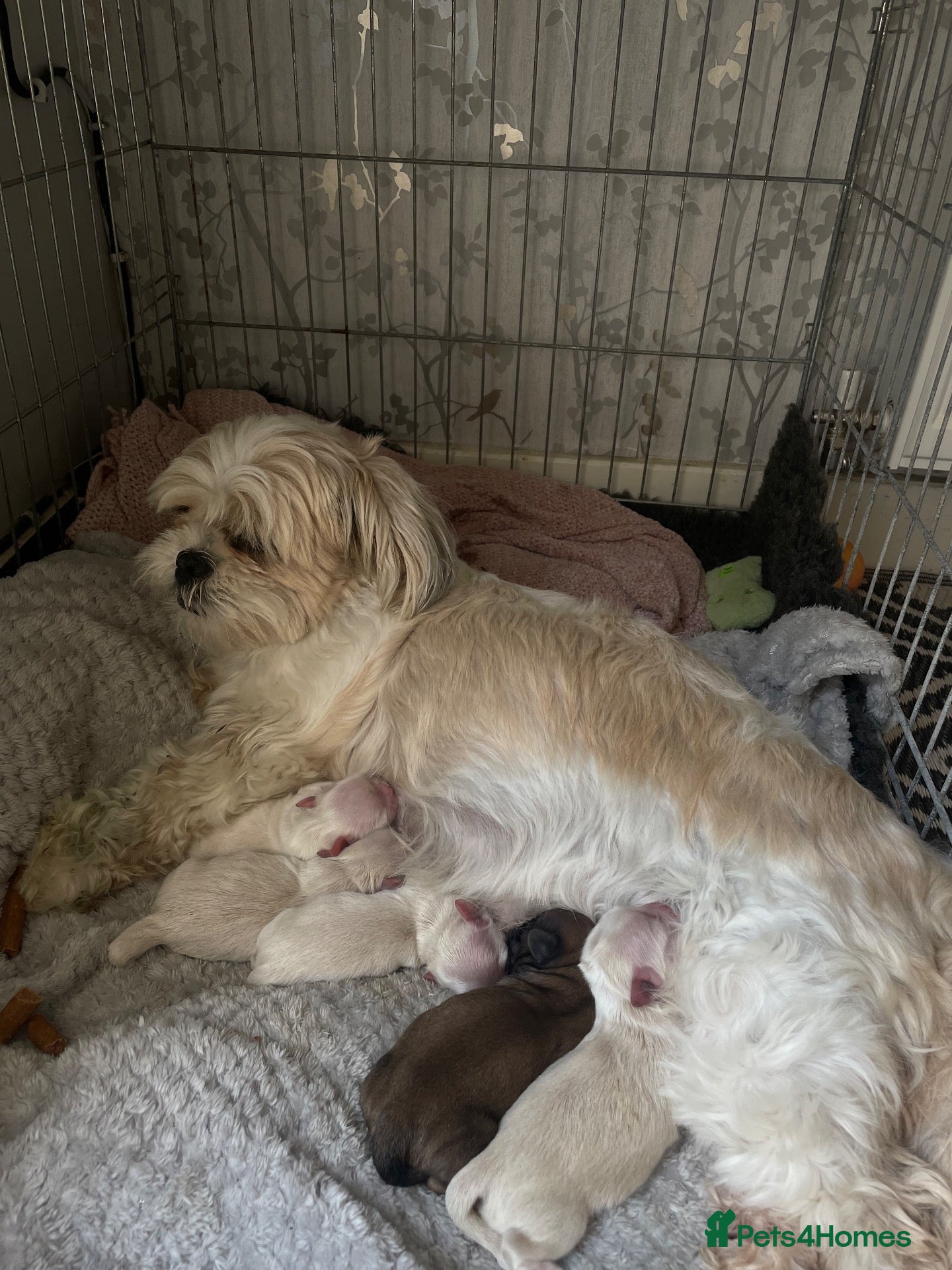 Shih Tzu dogs Cream Shih Tzu Boy For Sale - Advert 1