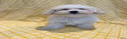 Maltipoo dogs for sale: Beautiful heath tested f1 Malitpoo babies  - Advert 12