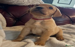 Labrador Retriever dogs for sale: KC REG FOX RED LABRADOR PUPPIES - Image 1