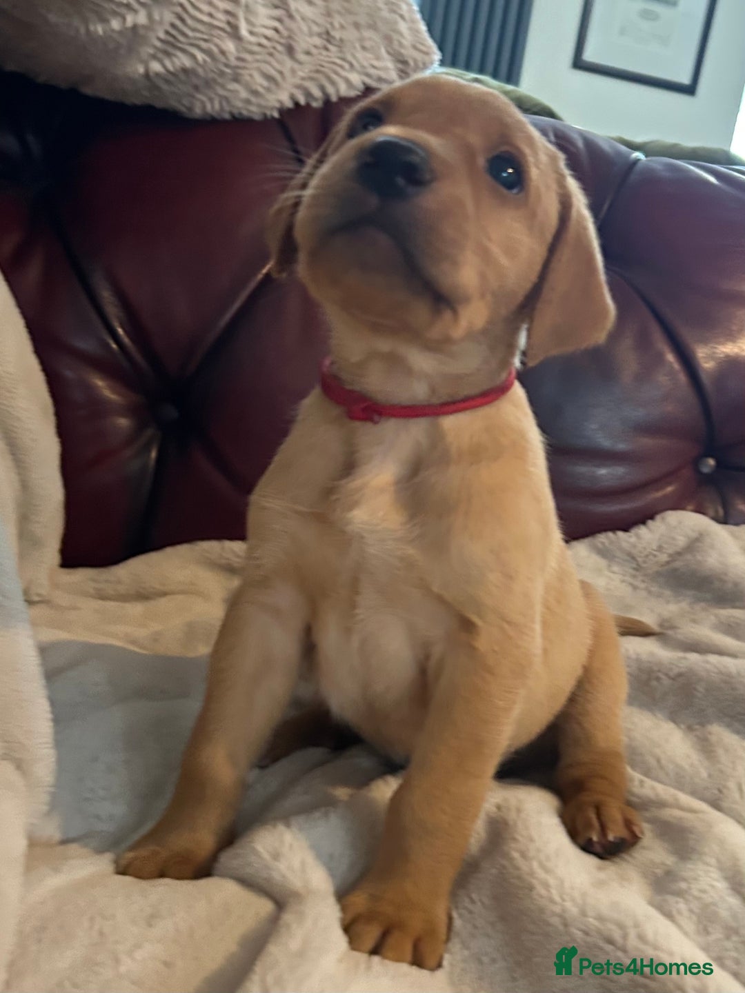 Labrador Retriever dogs for sale: KC REG FOX RED LABRADOR PUPPIES - Image 1