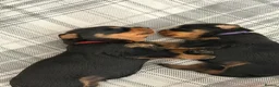 Rottweiler dogs for sale: Pure Breed Rottweiler  - Advert 38