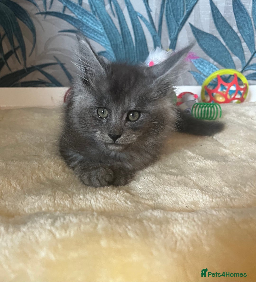 Maine Coon cats for sale: Stunning Maincoon kittens - Image 23
