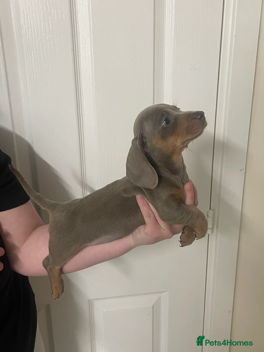 Dachshund dogs for sale: Dachshund Isabella and tan - Advert 11