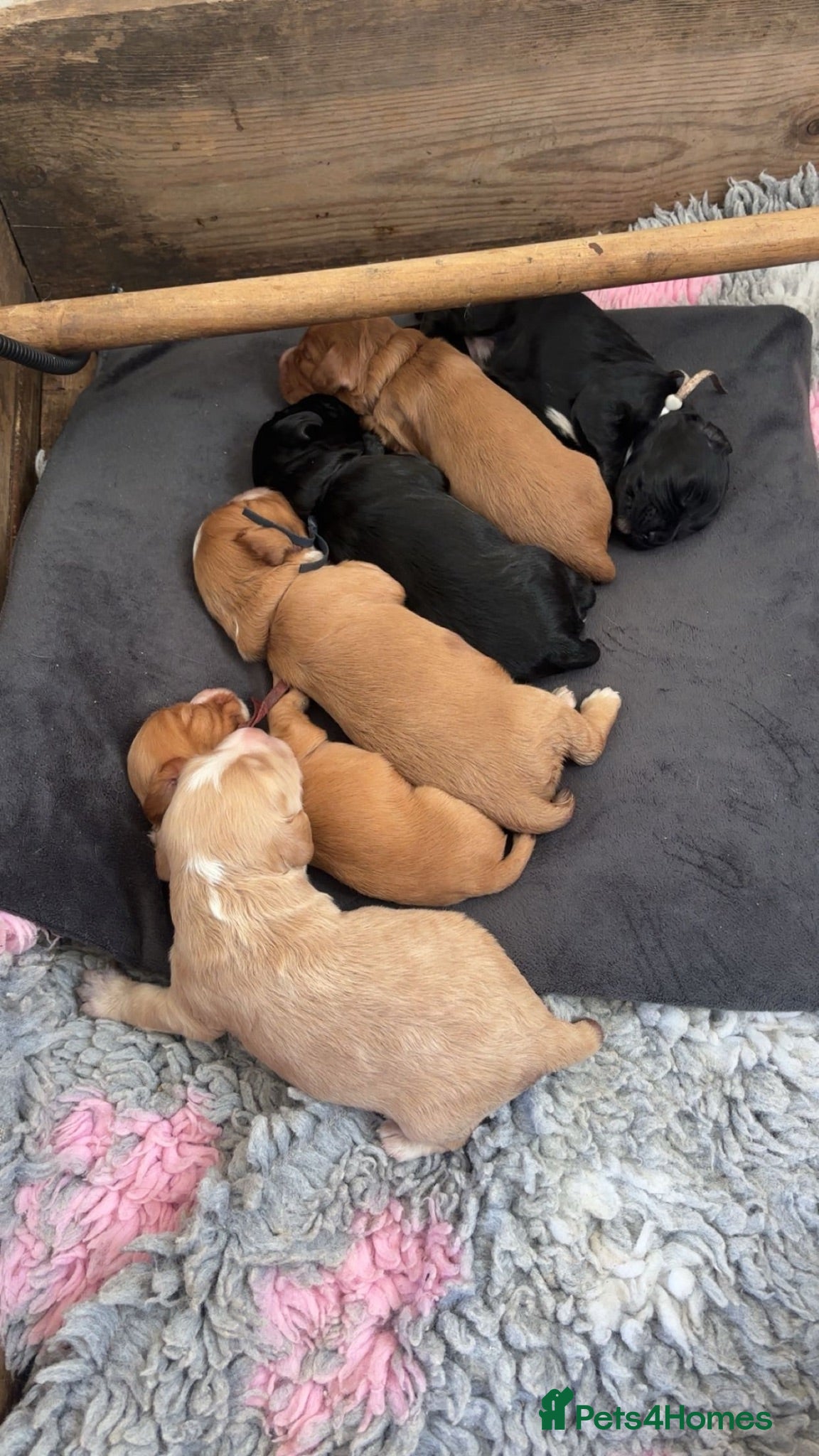 Cocker Spaniel dogs Kc health tested working cocker pups - Advert 13