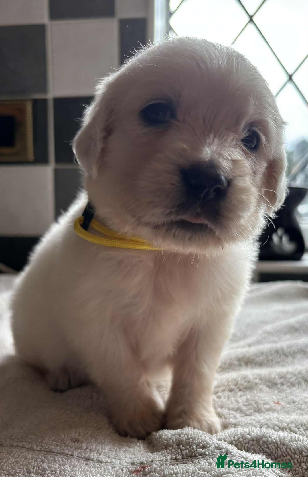 Golden Retriever dogs for sale: Stunning KC Golden Retriever puppies - Image 18
