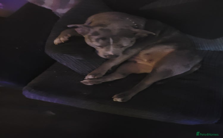 Mixed Breed dogs - Advert 4
