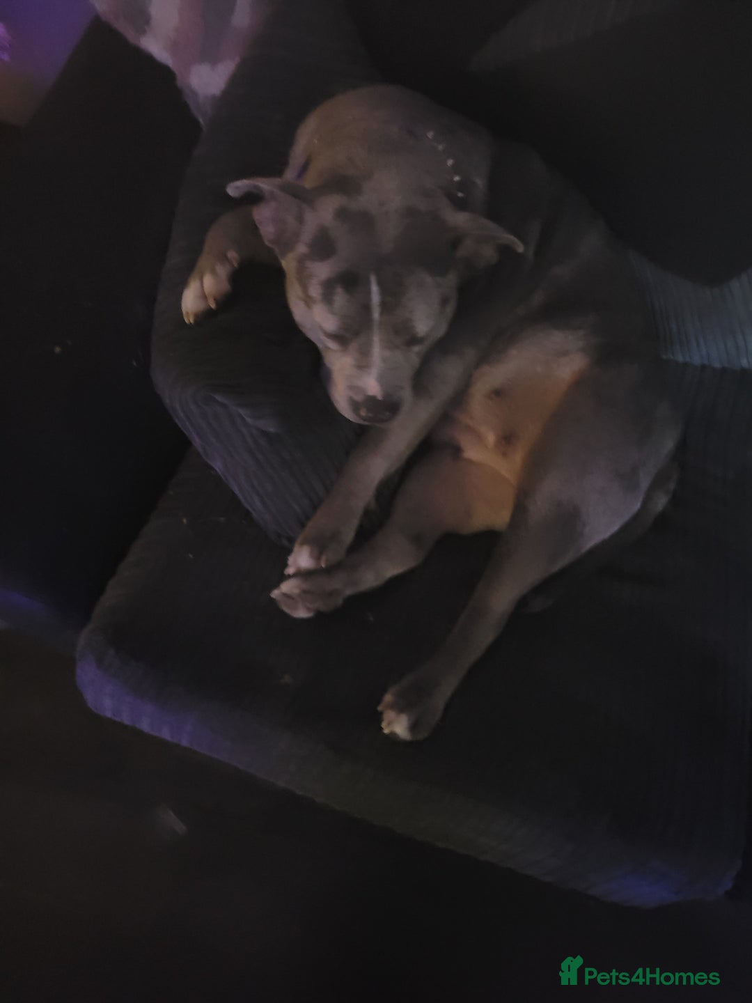 Mixed Breed dogs for sale: Casey - Image 1