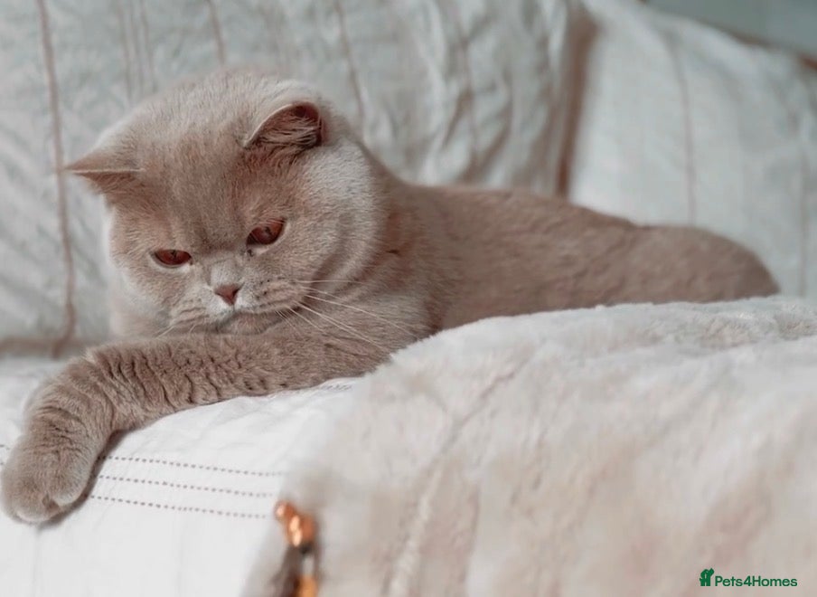 British Shorthair cats 1 retired queen available for collection now  - Advert 5