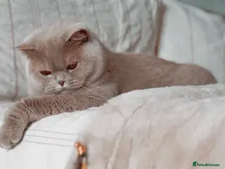 British Shorthair cats 1 retired queen available for collection now - Advert 5