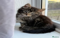 British Shorthair cats for sale: Kitten - Image 1