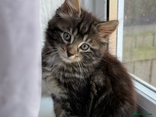 British Shorthair cats - Advert 17