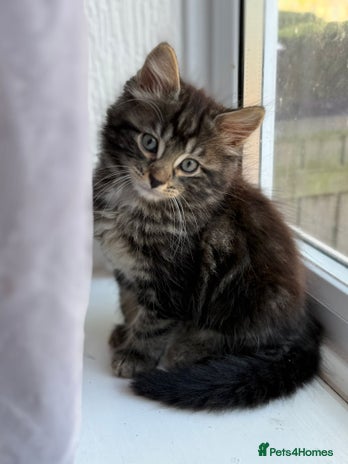 British Shorthair cats - Advert 8