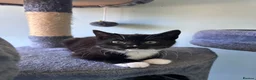 Mixed Breed cats for sale: Three friendly kittens  - Advert 3