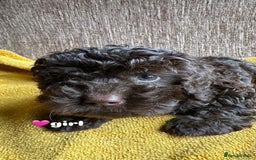 Cockapoo dogs for sale: Stunning F1b Cockapoo Puppies 🐾❤️ - Image 2