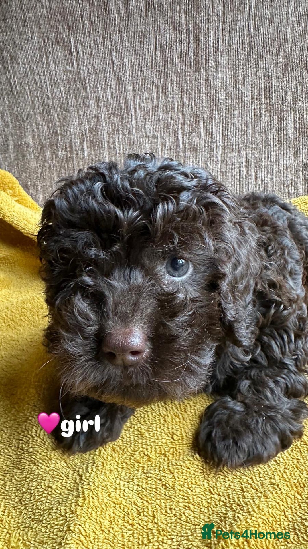 Cockapoo dogs for sale: Stunning F1b Cockapoo Puppies 🐾❤️ - Image 2