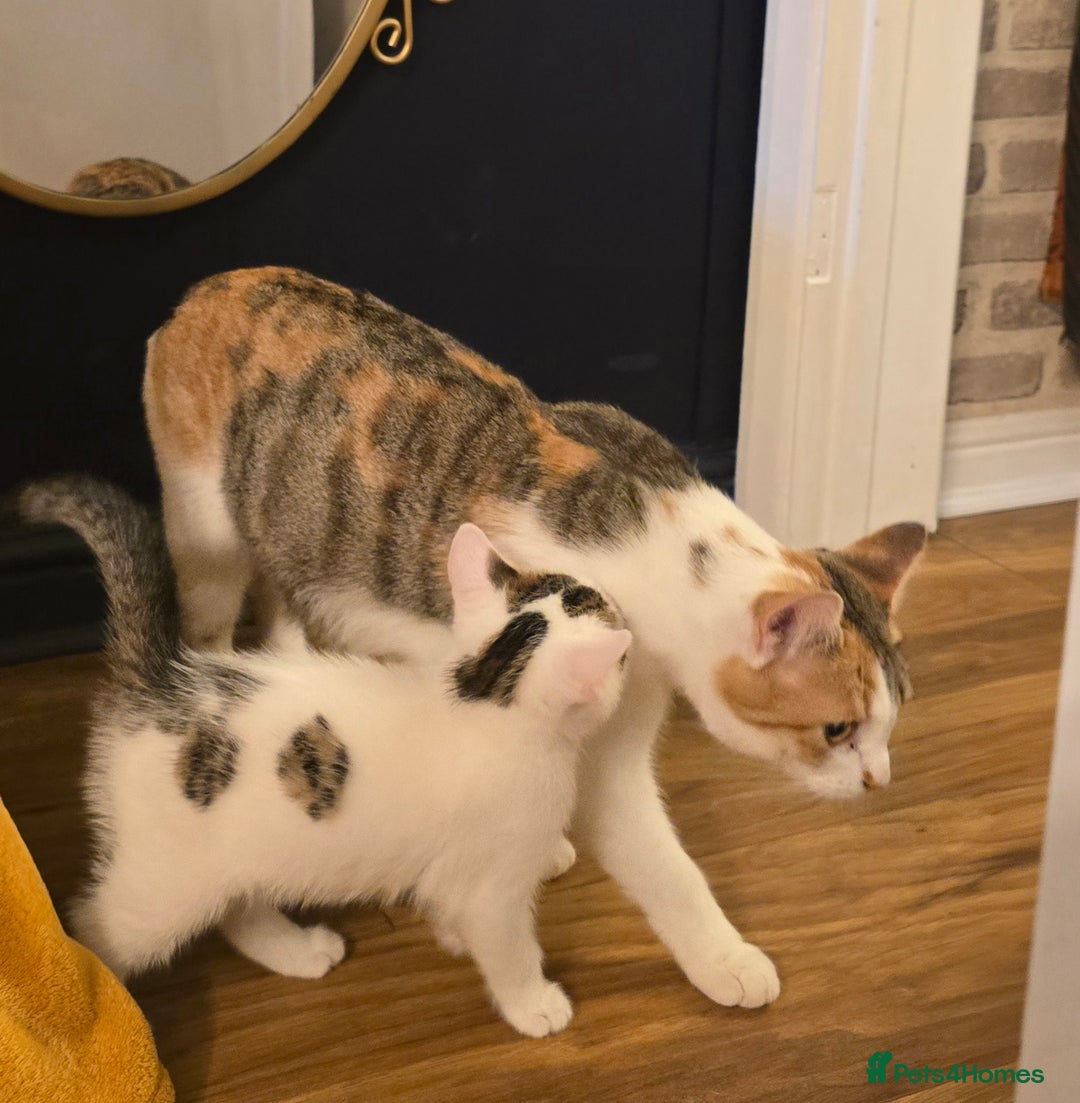 Mixed Breed cats for sale: 4 boys and 2 girls Family-Raised, Well-Socialised  - Image 5