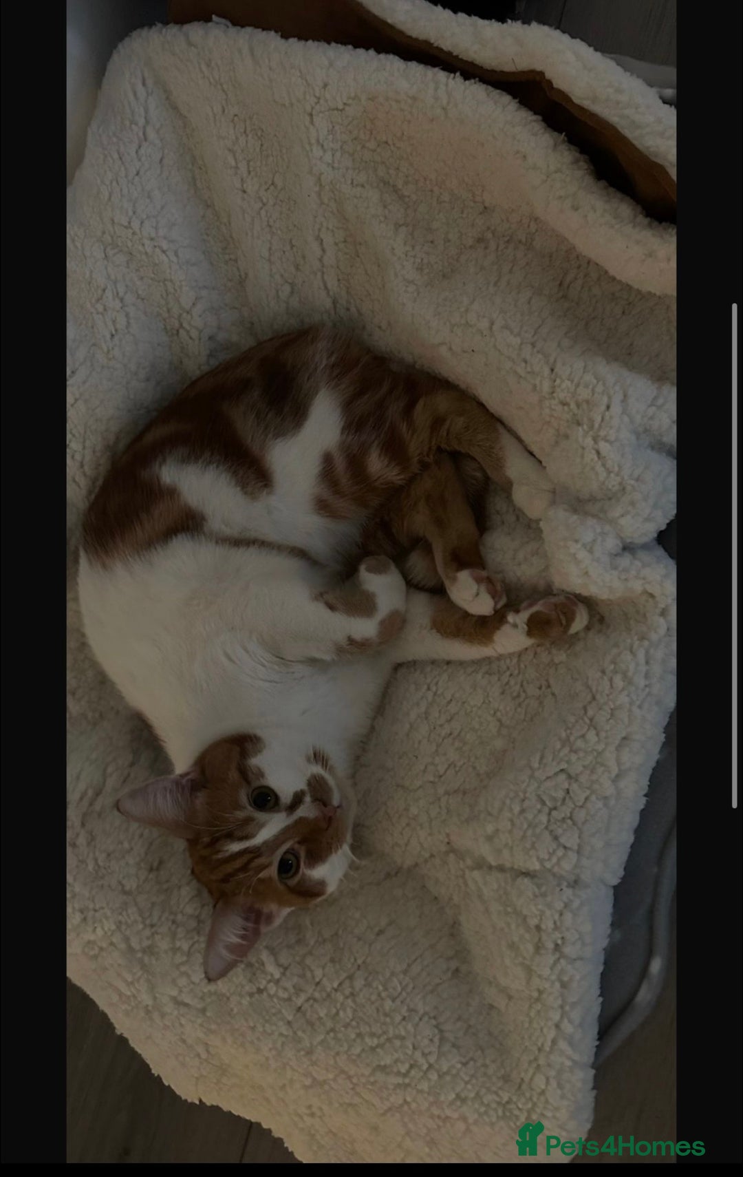 Mixed Breed cats for sale: Tabby kitten  - Advert 2