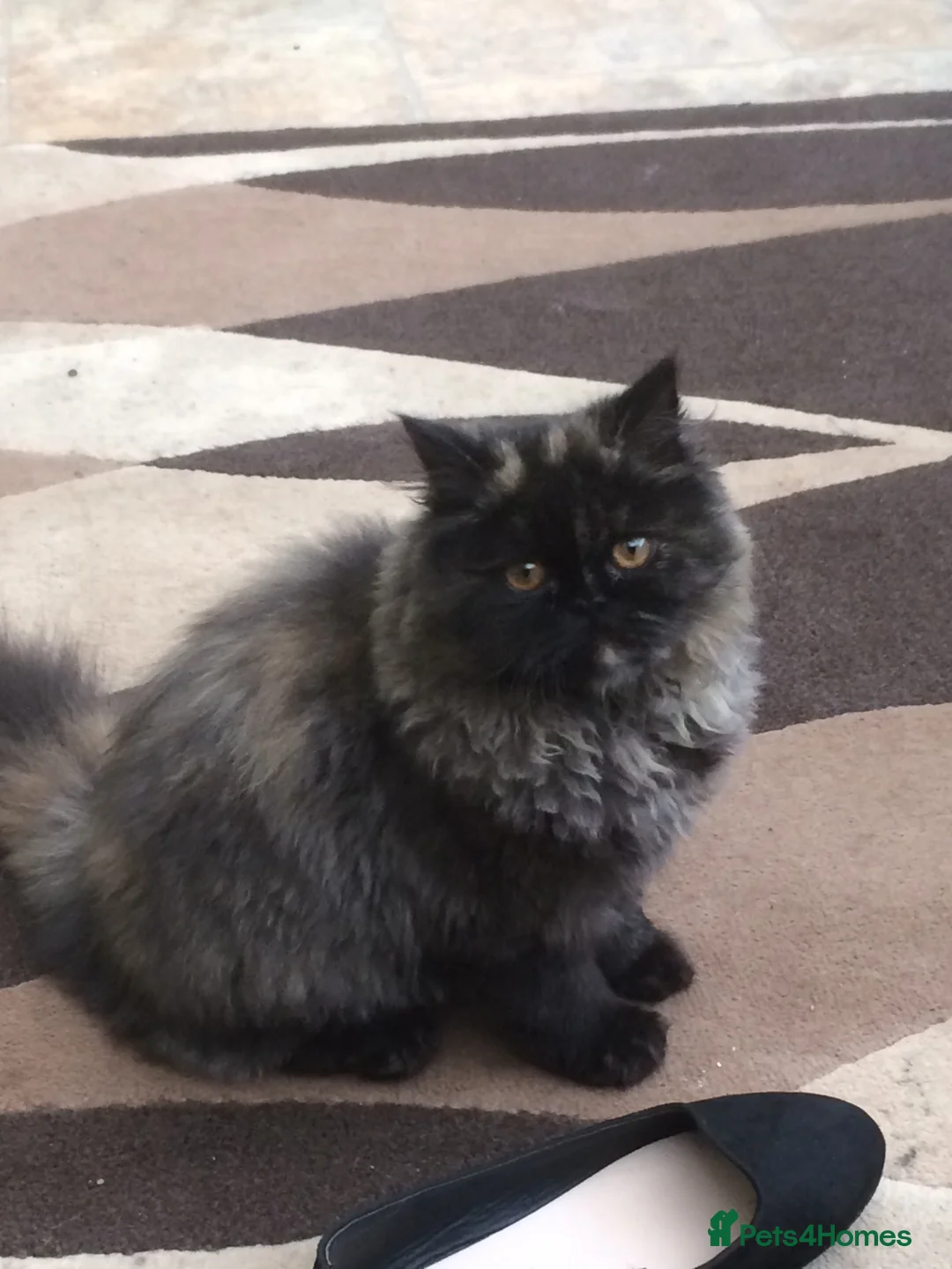 Persian cats for sale: Beautiful Persian kittens - Advert 8