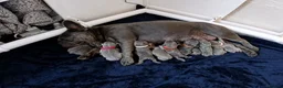 French Bulldog dogs for sale: Exceptional KC French Bulldog Puppies - Advert 15