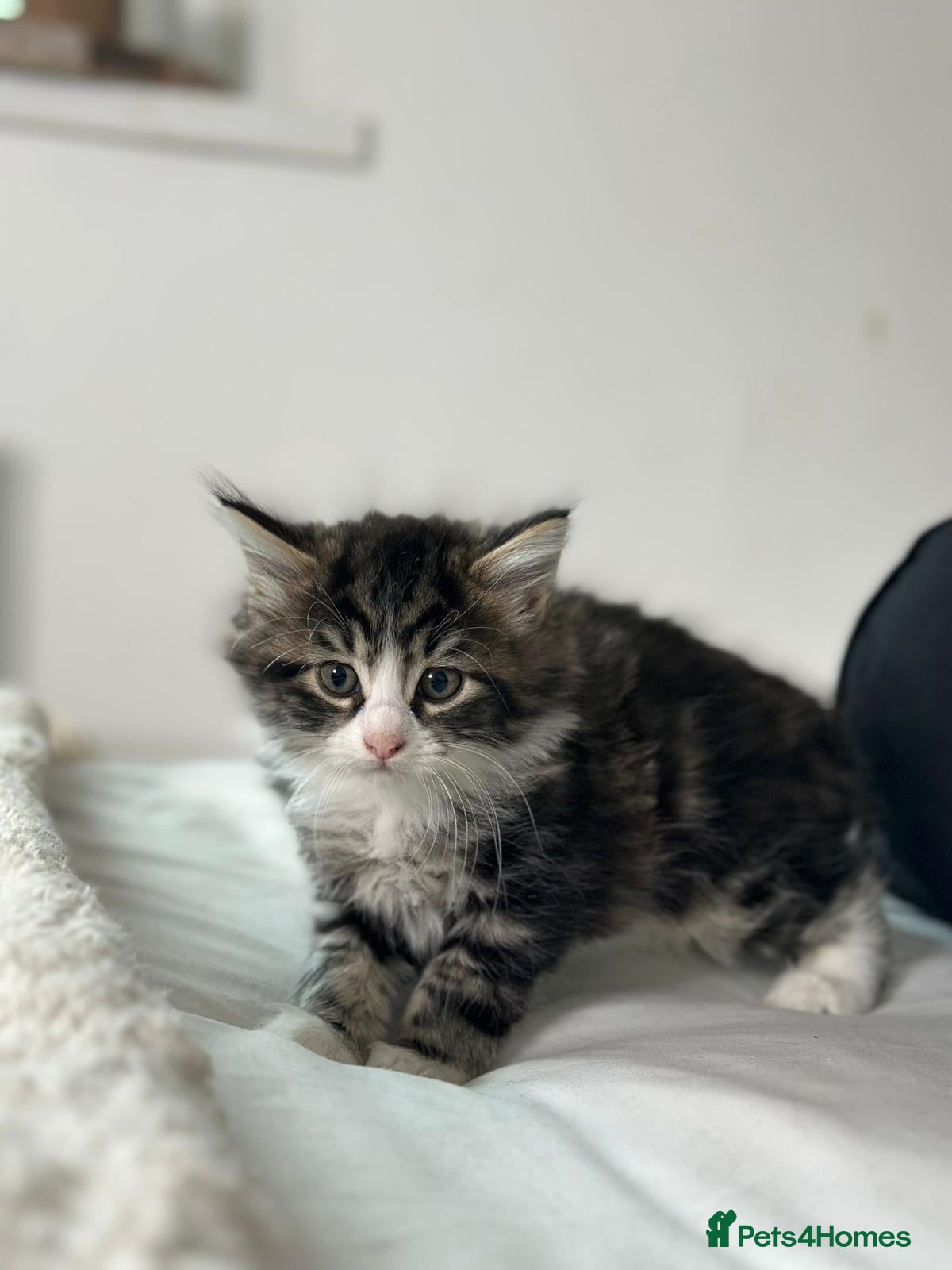 Mixed Breed cats 4 Maine coon kittens available now  - Advert 1