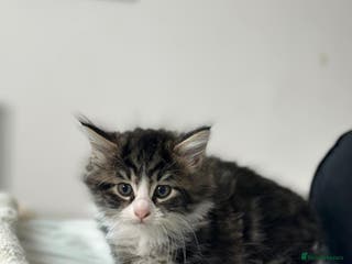 Mixed Breed cats 4 Maine coon kittens available now - Advert 2