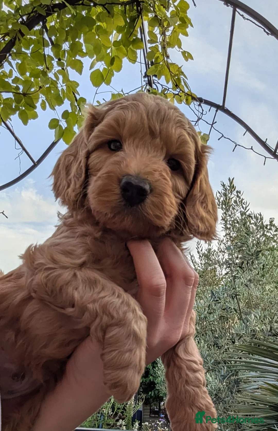 Mixed Breed dogs for sale: Cockerpoo X Miniature Australian Labradoodle  in Kettering - Advert 1