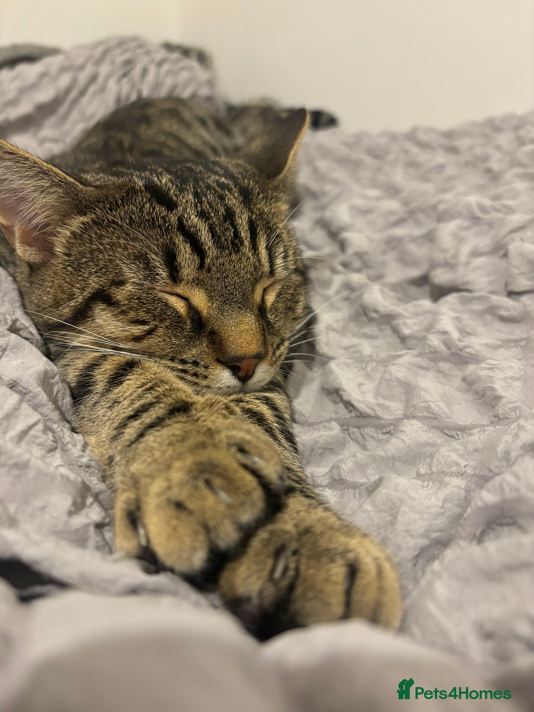 Domestic Shorthair cats for sale: Affectionate and playful boy needs a new home - Advert 6