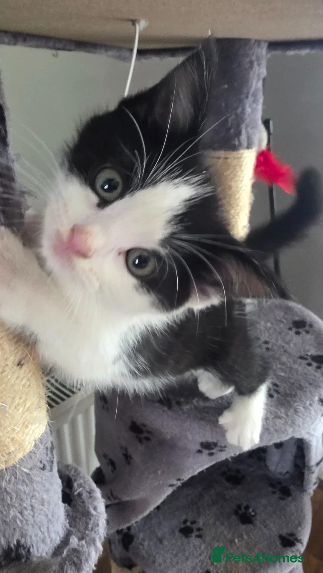 Mixed Breed cats for sale: Beautiful 1 Boy 1 Girl (British xRagdoll Mix) in Darlington - Advert 2