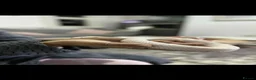 Corn Snake reptiles for sale: Snow corn snake in Stoke-on-Trent - Advert 2
