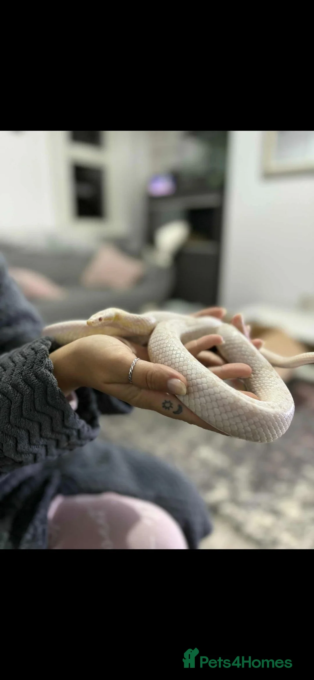 Corn Snake reptiles for sale: Snow corn snake in Stoke-on-Trent - Advert 2