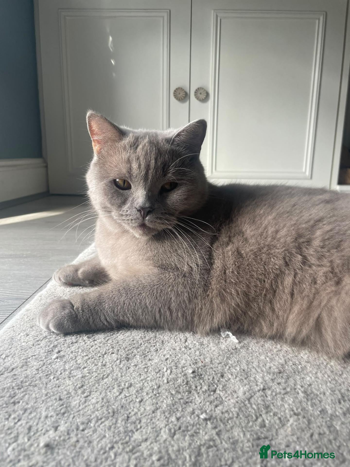 British Shorthair cats Two Beautiful Female Cats–British Shorthair  - Advert 12