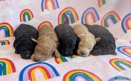 Miniature Poodle dogs for sale: Stunning Red & Phantom Miniature/Moyen Poodles - Image 27