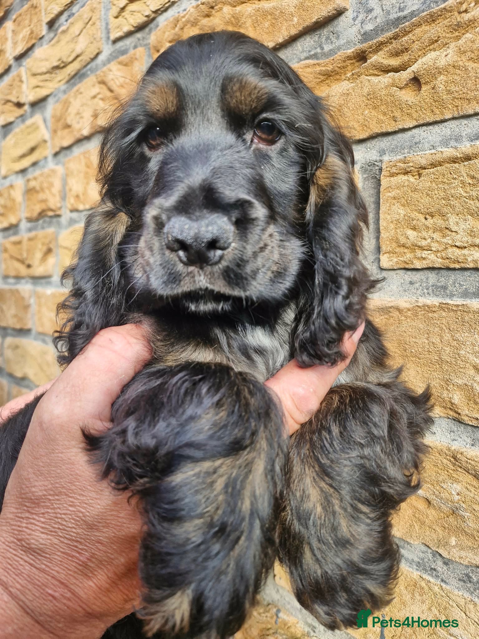 Cocker Spaniel dogs Lovely show Cocker spaniel puppies 🐶  - Advert 12