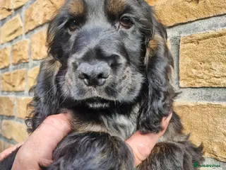 Cocker Spaniel dogs Lovely show Cocker spaniel puppies 🐶 - Advert 12
