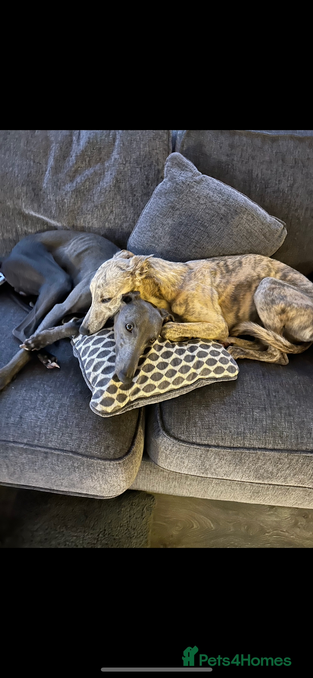 Whippet dogs for stud: KC Registered Blue Brindle for stud in Barnsley - Advert 4