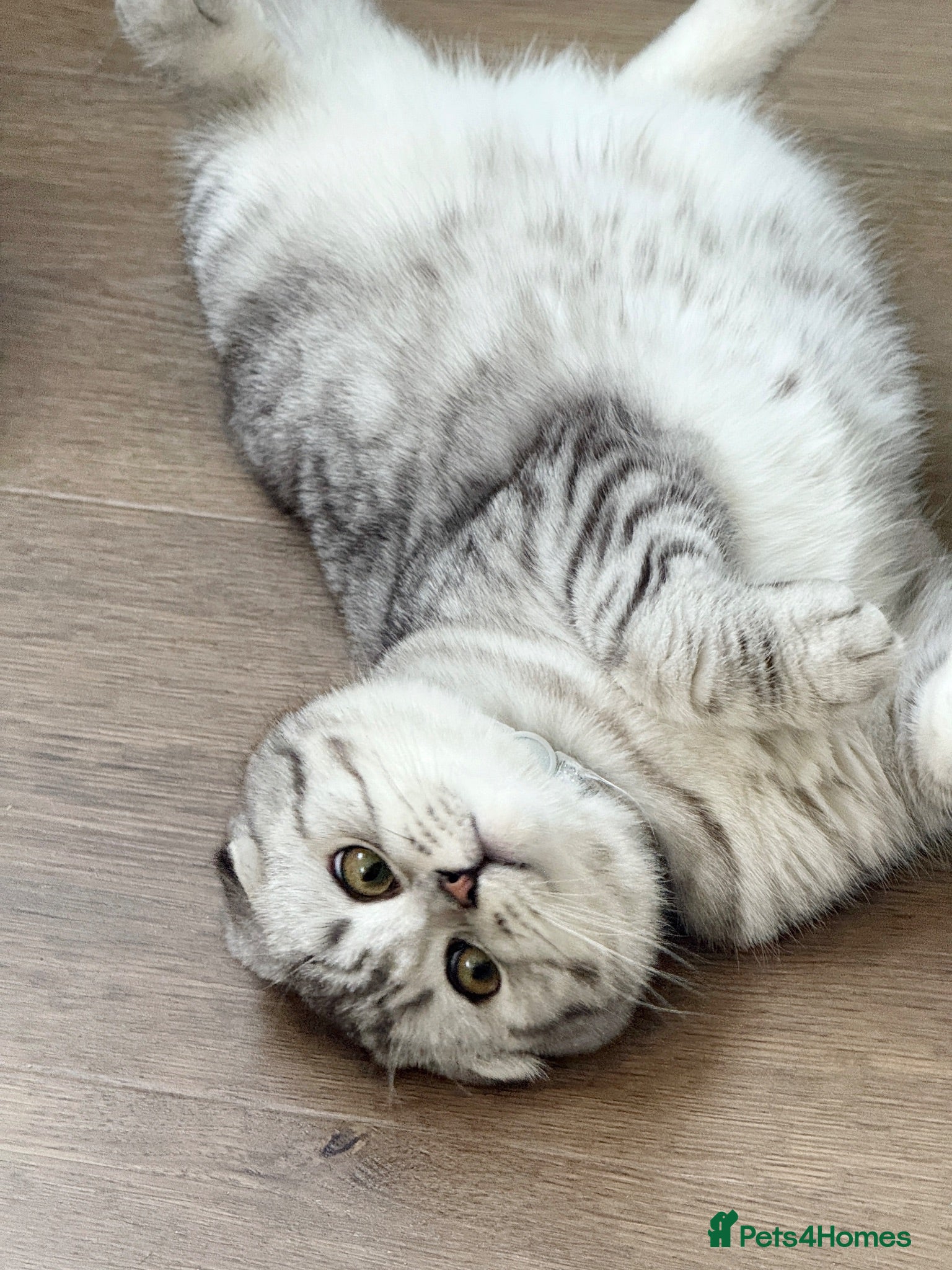 Scottish Fold cats Scottish fold - Scottish straight  - Advert 1