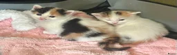 Mixed Breed cats for sale: 5 fabulous kittens for sale… - Advert 14