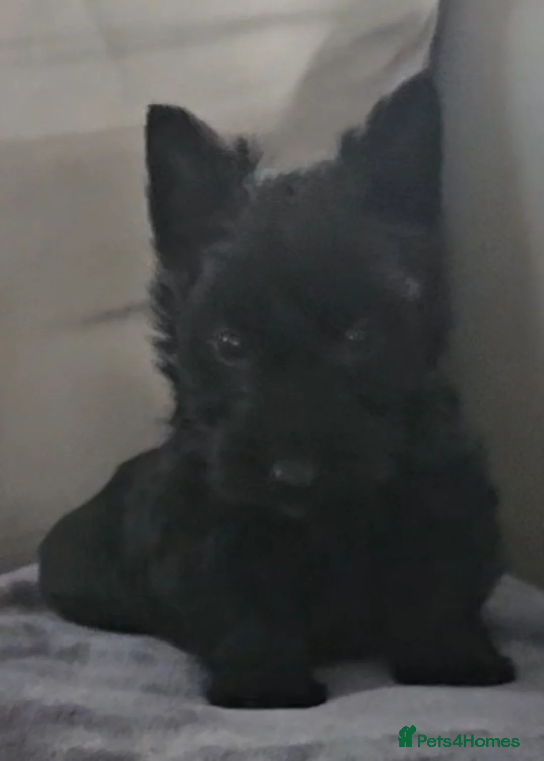 Scottish Terrier dogs for sale: Scottish terrier puppies - Advert 13