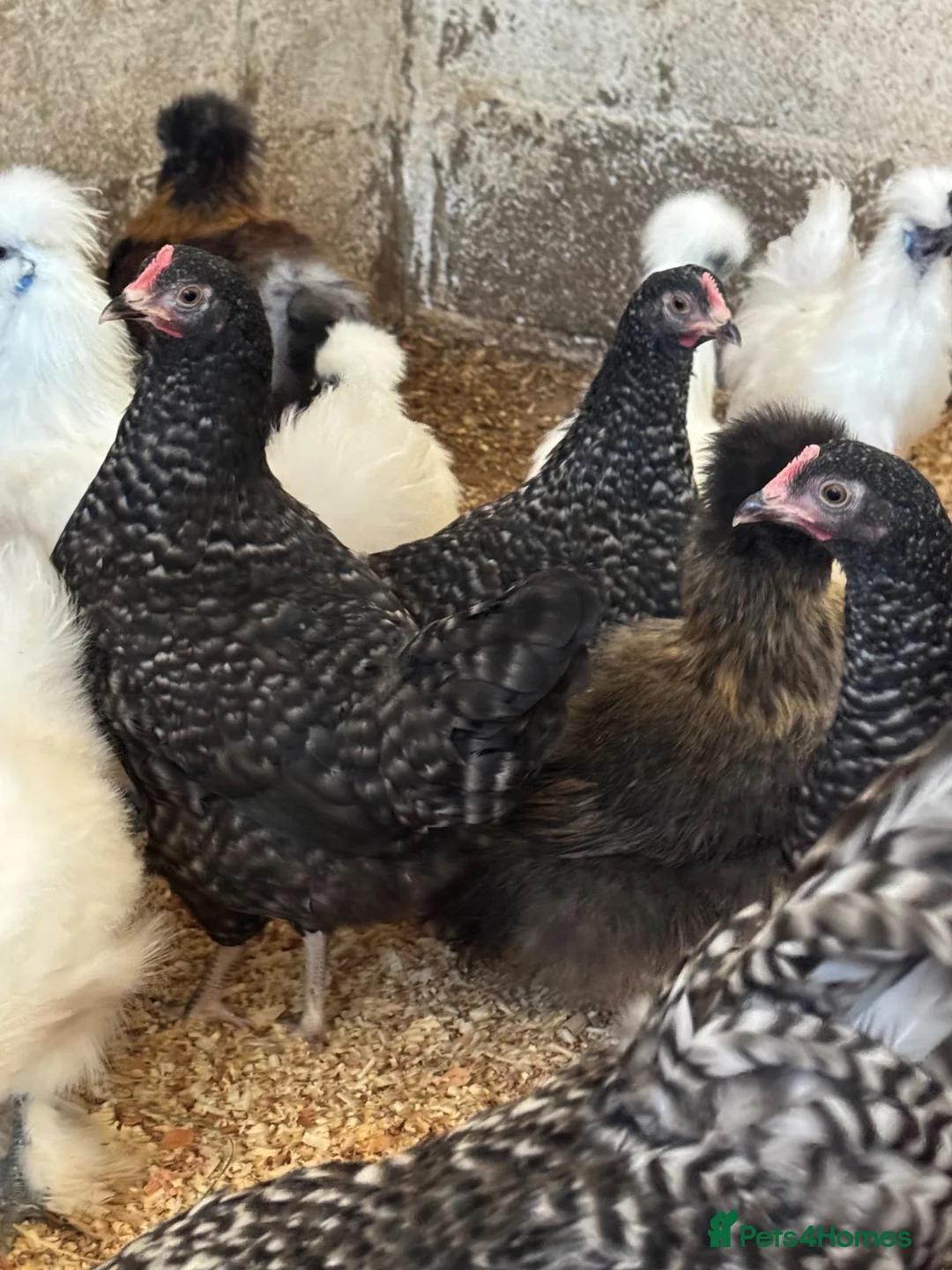 Chickens poultry for sale: Cuckoo maran banty pullers and cockerels for sale  - Advert 2