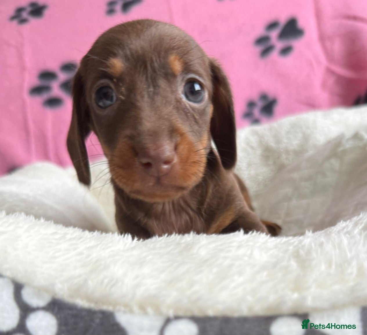 Dachshund dogs 3 gorgeous girls left available 🐶😊😍 - Advert 3